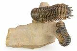 Pair of Crotalocephalina Trilobite Fossils - Lghaft, Morocco #250011-1